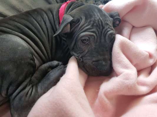 Welpen Bilder !-Beitrag-Bild