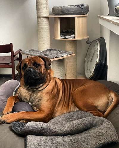 Boerboels-Beitrag-Bild