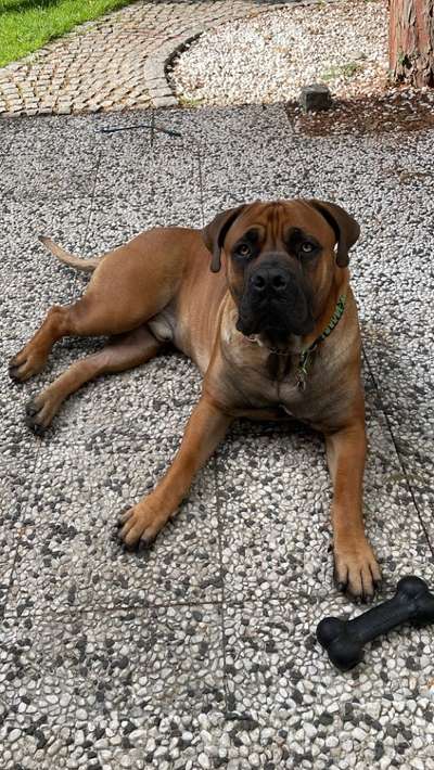 Boerboels-Beitrag-Bild