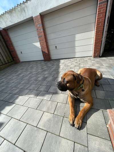 Boerboels-Beitrag-Bild