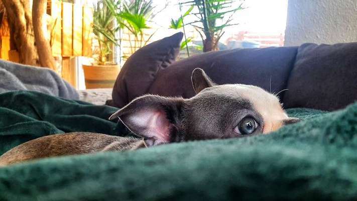 Hunde Porträt (Portrait) Galerie....-Beitrag-Bild