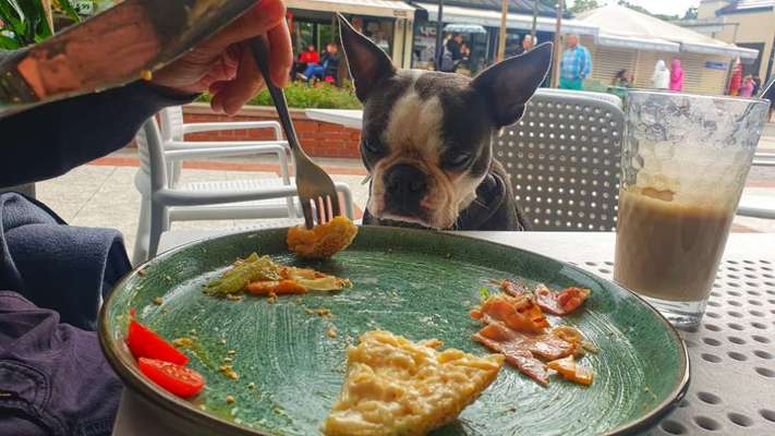 Hunde Porträt (Portrait) Galerie....-Beitrag-Bild