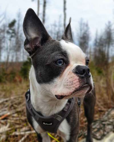 Hunde Porträt (Portrait) Galerie....-Beitrag-Bild