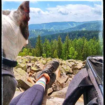 Hundetreffen-Wandern mit den Fellkindern 🐾👣-Bild
