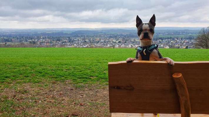 Hundetreffen-*Gassirunden*Spielkameraden*-Bild