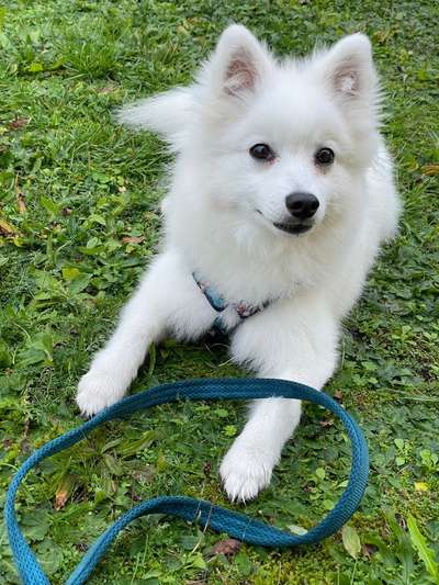 Dogorama Photo Challenge - Gassipause-Beitrag-Bild