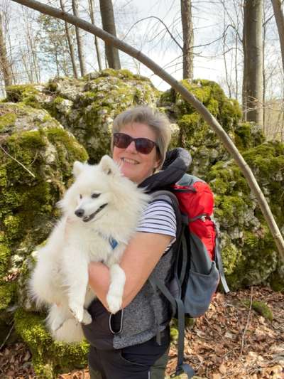 Japan-Spitz-Beitrag-Bild