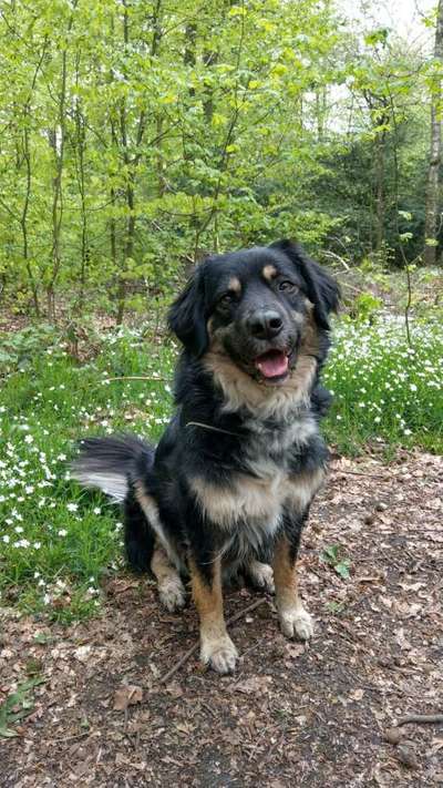 Mischlinge raten - Rätselspaß-Beitrag-Bild