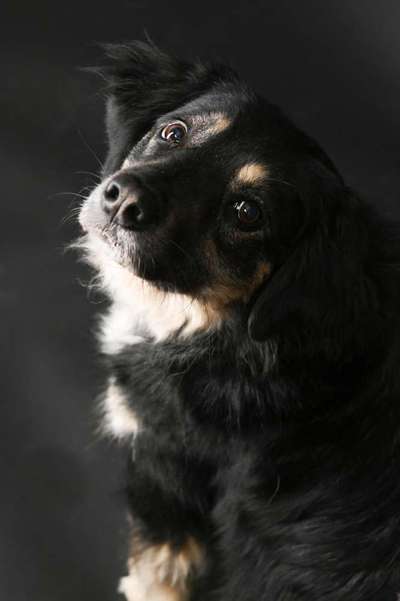 Dogorama Photo Challenge - Licht-Beitrag-Bild