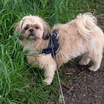 Unsere Fellnasen-Vielfalt im Überblick!-Beitrag-Bild