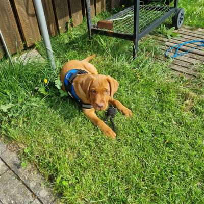 Tipps, Tricks, Klatsch und Tratsch über den Labrador-Beitrag-Bild