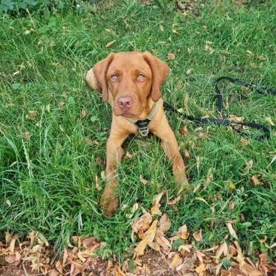 Labradorfans-Beitrag-Bild