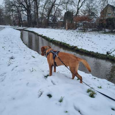 Tipps, Tricks, Klatsch und Tratsch über den Labrador-Beitrag-Bild