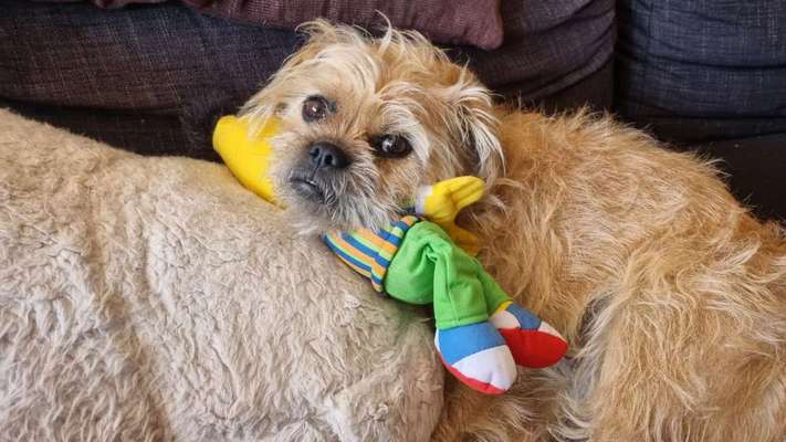 Unsere Fellnasen im Regenbogenland-Beitrag-Bild