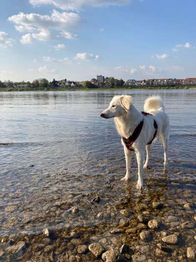 Dogorama-Monats-Challenge-Mai "Wasser"-Beitrag-Bild