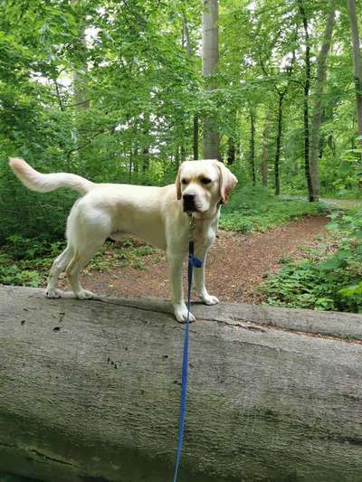 Wo sind meine Labrador Freunde-Beitrag-Bild