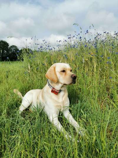 Die Dogorama Monats Challenge "Es grünt und blüht"-Beitrag-Bild
