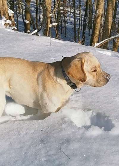 Die Dogorama Kalender Challenge Teil 2/4-Beitrag-Bild