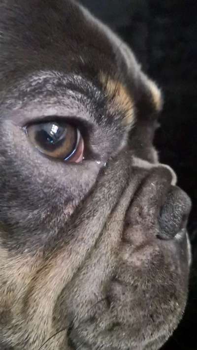 Fellverlust um die Augen & Ohren-Beitrag-Bild