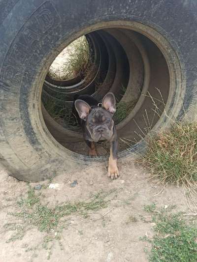 Französische Bulldoggen-Beitrag-Bild