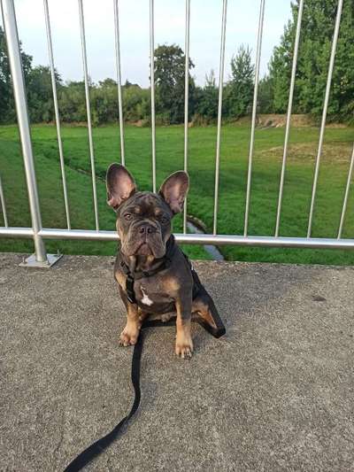 Welpen Bilder !-Beitrag-Bild