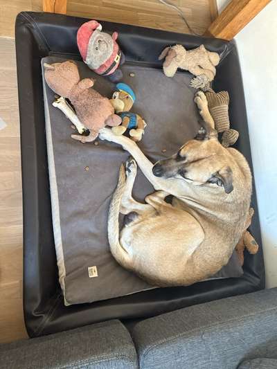 Decke für Hunde denen schnell warm ist-Beitrag-Bild