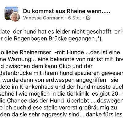 Giftköder-Aggressive Erdwespen-Bild