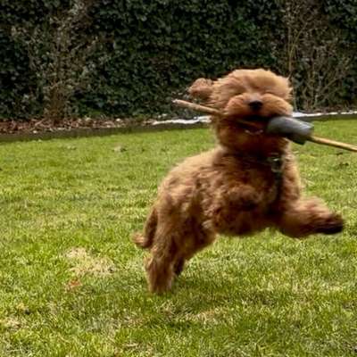 Hundetreffen-Spiel- und Kennenlerntreffen auf Hundewiesen-Bild