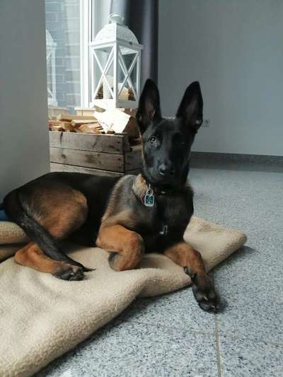 eure Spitznamen für die Vierbeiner-Beitrag-Bild