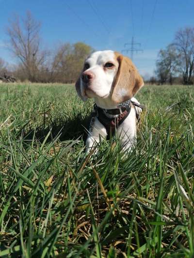Challenge 23 : "  Euer Hund beim Frühlingserwachen "-Beitrag-Bild