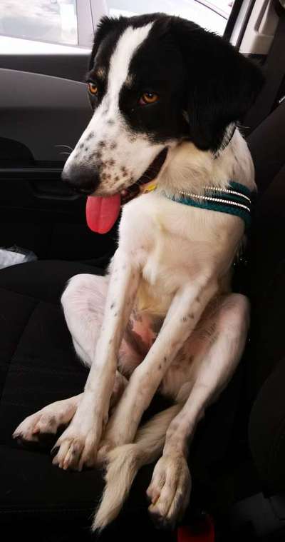 Englisch Pointer Mischlinge 🐶🐾-Beitrag-Bild