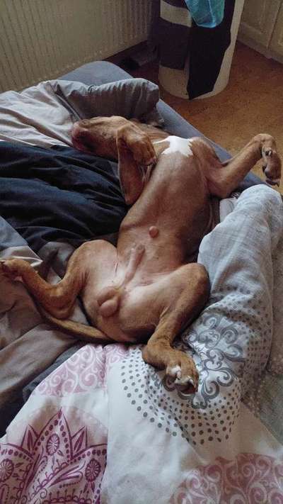 Welpen Bilder !-Beitrag-Bild