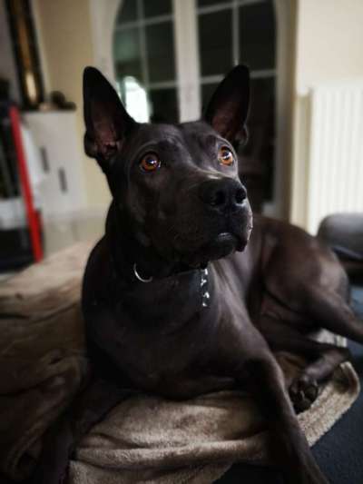 Dogorama Photo Challenge - Hundeblick zum hinschmelzen-Beitrag-Bild