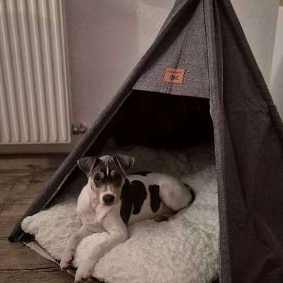 Hundetreffen-Buddy zum spielen oder spazieren gesucht-Bild