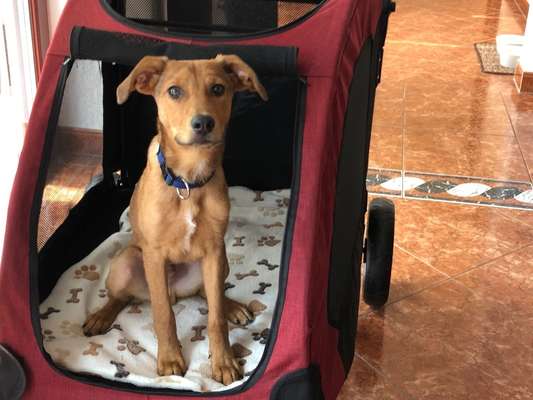 Die Dogorama Wochen Challenge-Beitrag-Bild