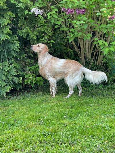 Englisch Setter?-Beitrag-Bild