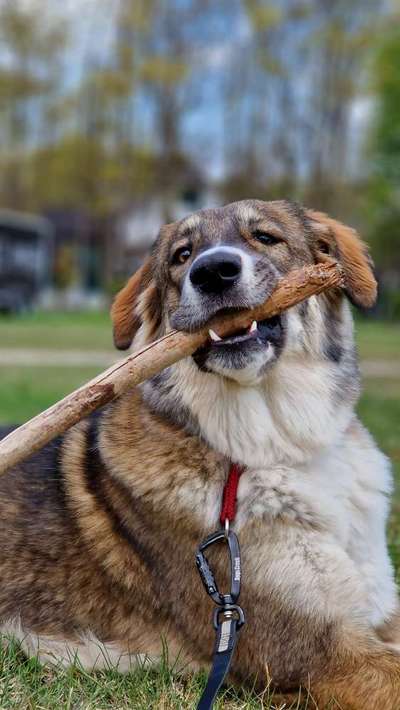 Dogorama Photo Challenge - Märchenwald-Beitrag-Bild