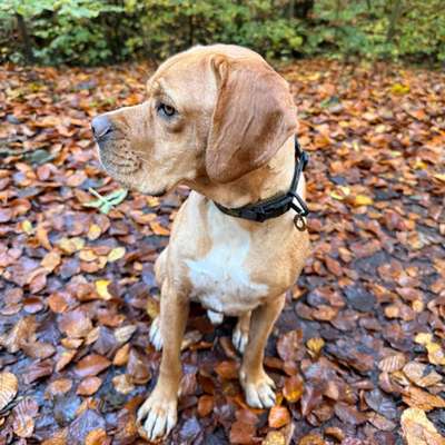 Hundetreffen-Spielfreund gesucht-Bild