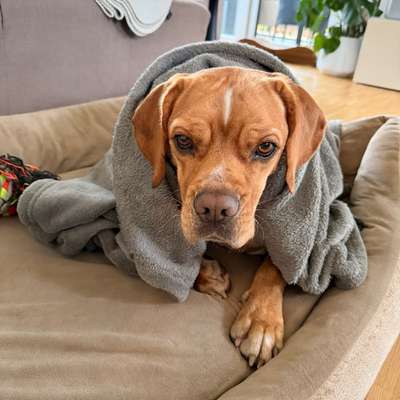 Hundetreffen-Spaziergang Maggihöhe/Haarzopf-Bild