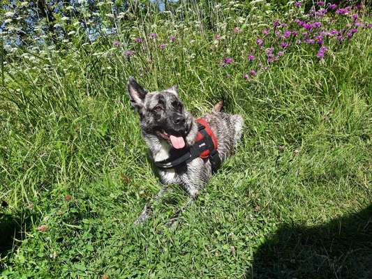 Hundetreffen-Gemeinsam Gassi gehen-Bild