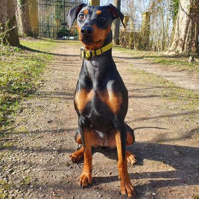 Hundetreffen-Deutscher Pinscher treffen