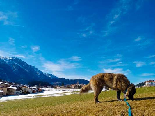 Hundetreffen-Spiel- und Spaziertreffen-Bild