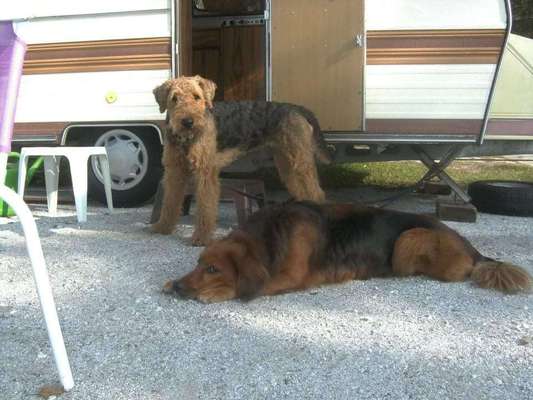 Camping mit Hund/en-Beitrag-Bild