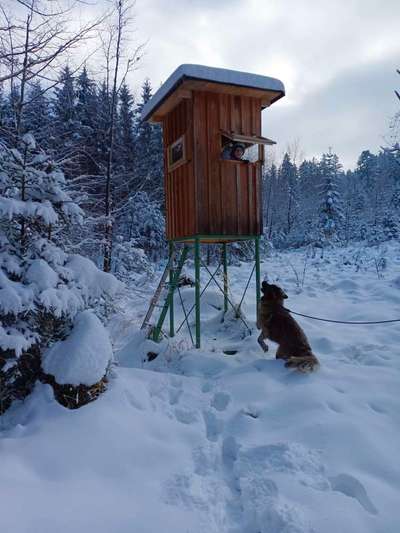 Tips zur Haltung von 3-Beinigen Hunden-Beitrag-Bild