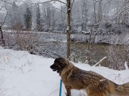 Herdenschutzhund-Beitrag-Bild