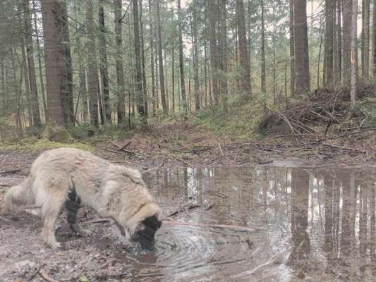 17. Farben Foto Challenge: Pastellfarben-Beitrag-Bild