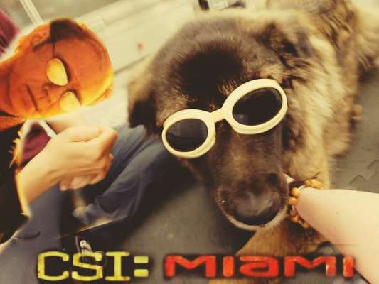 Dogorama Photo Challenge - TV Hund-Beitrag-Bild