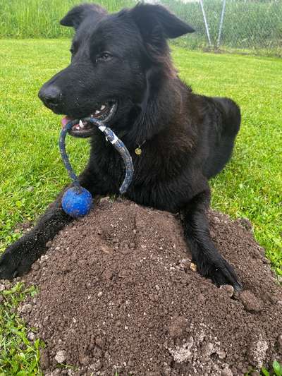 Hundetreffen-Spiel&Spass im Freilauf in Illnau-Effretikon-Bild