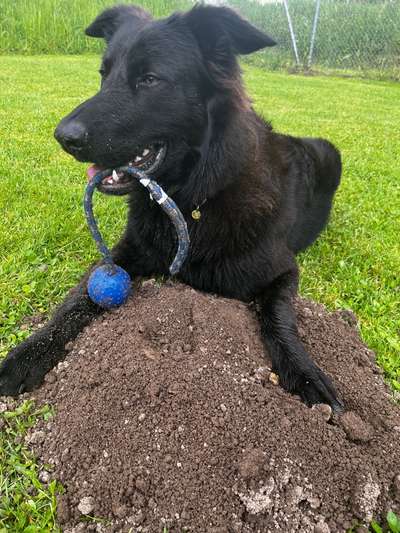 Hundetreffen-Spiel&Spass im Freilauf in Illnau-Effretikon-Bild