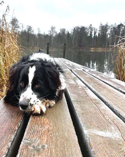 Mischlingshunde Foto Aufruf-Beitrag-Bild